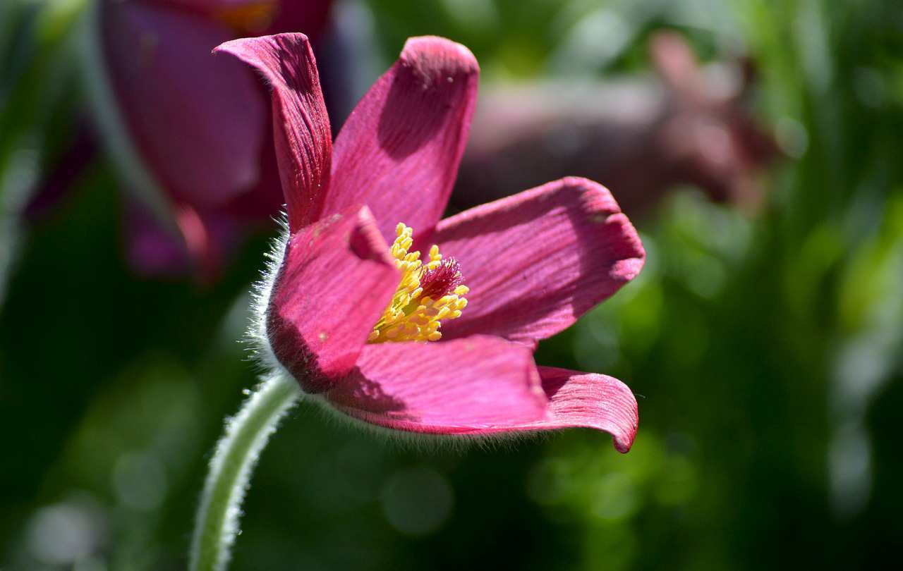 Encontrando oportunidades de guest post no Content Explorer