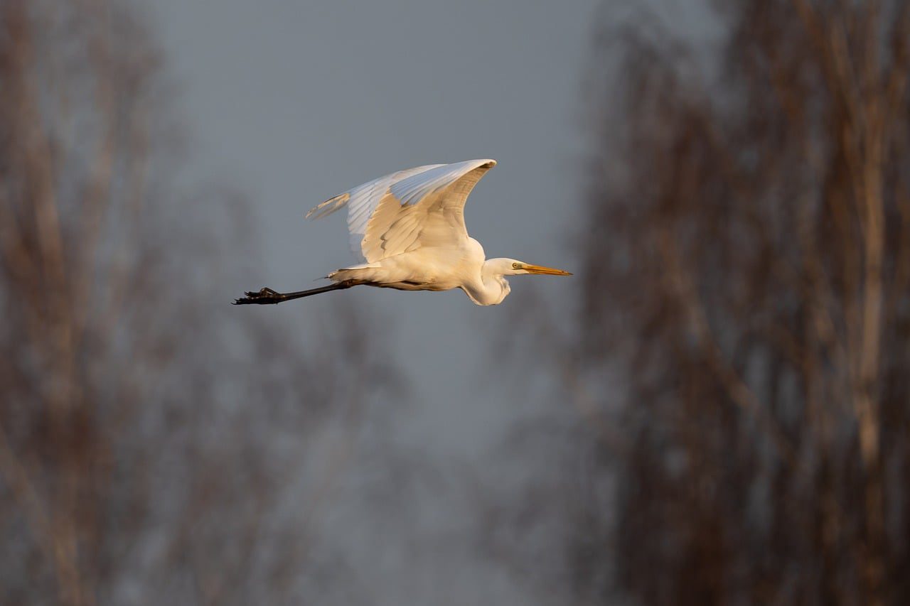 Diagrama de Venn de como escolher o melhor tema para o seu pilar de conteúdo